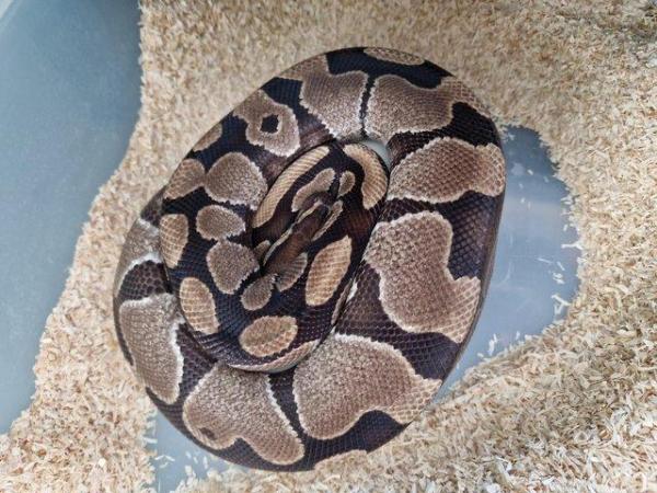 Image 10 of Various ball python available