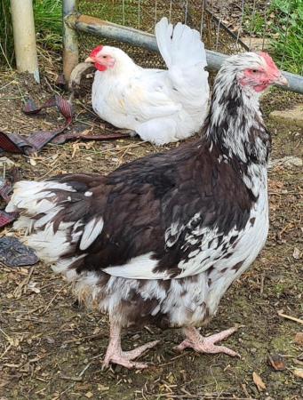 Image 2 of Young chocolate mottled Orpington cockerel for sale