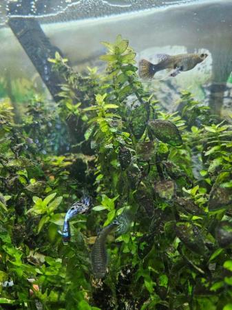 Image 5 of Various colour fantail guppies £2 each