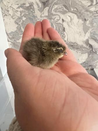 Image 1 of Baby Quail Chicks For Sale In Manchester