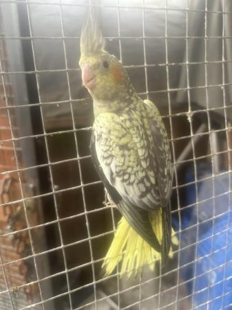 Image 1 of baby cockatieals whitefaceand pieds