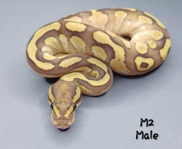 Preview of the first image of Various Hatchling Ball Python's CB23 - Availability List.