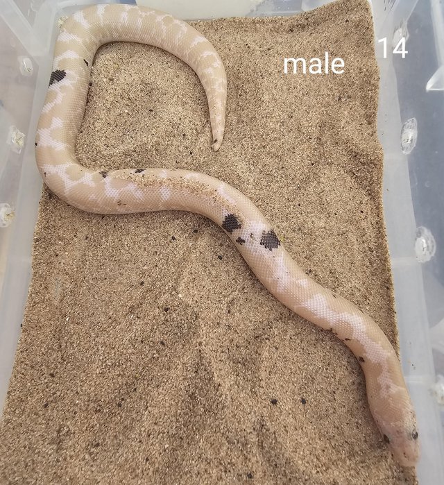 Preview of the first image of Kenyan sand boas babies.
