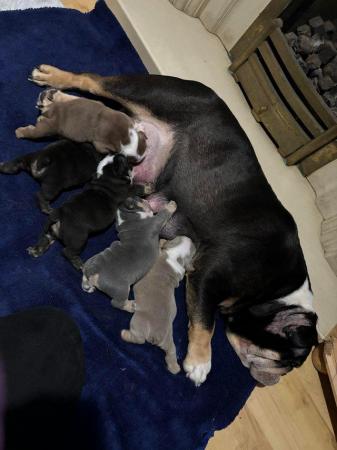 Image 3 of Chunky English Bulldog Puppies