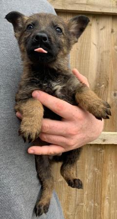 Image 10 of German Shepard puppies looking for there forever homes