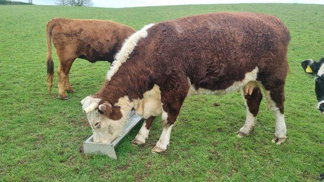 Image 1 of Two Pedigree Hereford Breeding Cows
