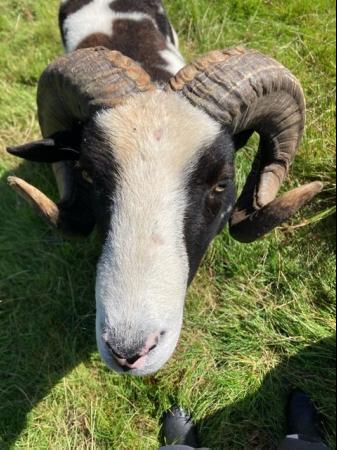 Image 6 of Pedigree Jacob Ram 2yr old