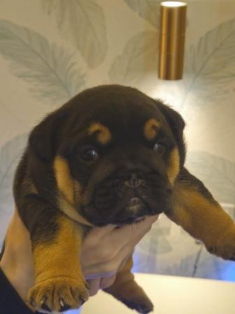 Image 20 of English Bulldog Puppies, Blue & Tan, Blue & White For Sale