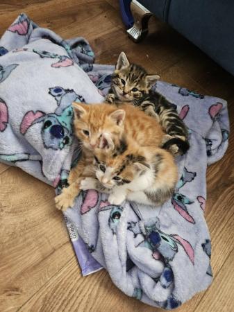 Image 1 of Kittens for sale, 2 tabby female left