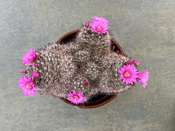 Image 3 of Pink Mammillaria cactus houseplant.