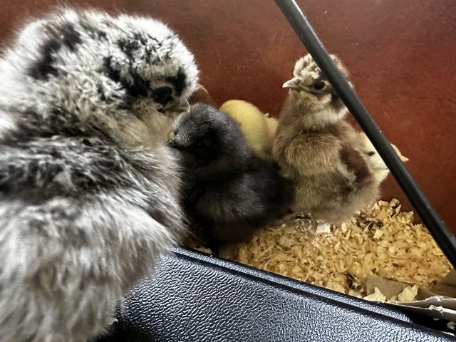 Preview of the first image of Chicks available Pekins, Serama, silkie, Sussex polish.