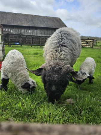 Image 1 of Valis Blacknose Ewe (7/8) *** 100% Pure* Twi lambs at foot.