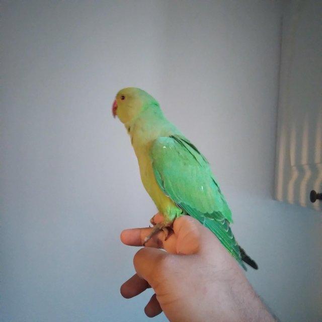 Preview of the first image of Baby Green Rose Ringneck Parrot HAND TAME DOESN'T BITE.