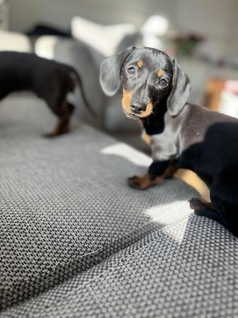 Image 2 of KC Registered Miniature dachshund puppies *1 girl available*