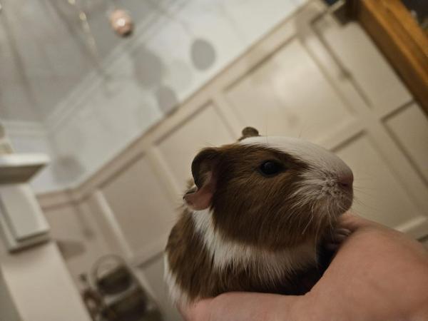Image 10 of 5 guinea pigs for sale, Male/Female