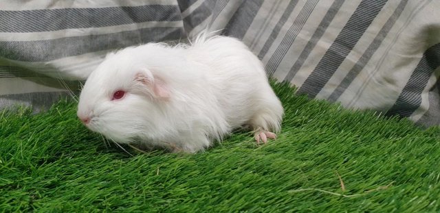 Preview of the first image of Various Sows (Female) Guinea Pigs for Sale.
