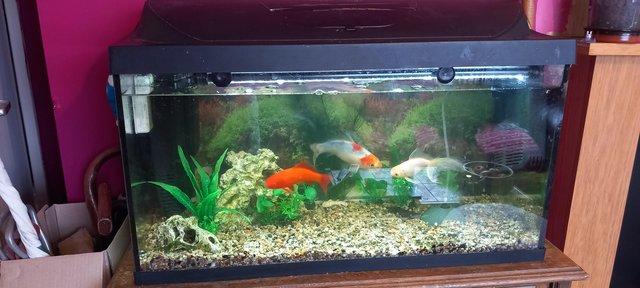 Image 5 of 3 fish and Tank .need new home .