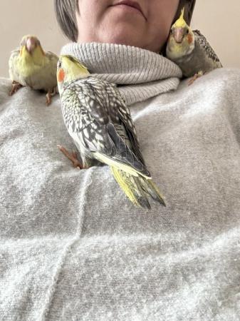 Image 5 of Hand reared cockatiels looking for new homes READY NOW