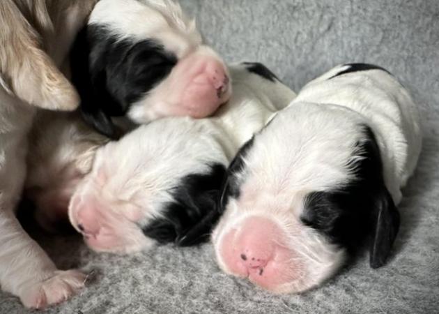 Image 19 of Show Cocker Puppies (KC Registered and fully health tested)