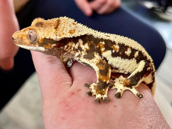 Image 1 of 8 month old Lily White Crested Gecko