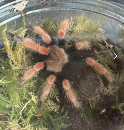 Image 13 of Tarantula collection for sale