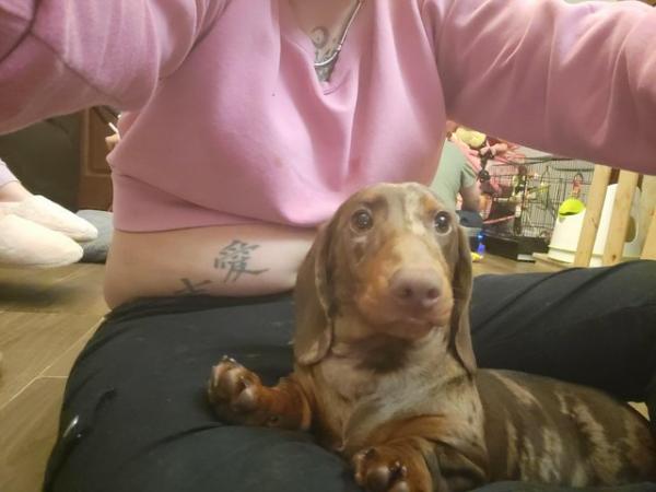 Image 15 of 2 lovely dapper dashhound puppy'sNEW PICS ON