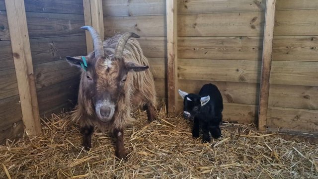 Image 2 of Nanny goat with wether kid at foot