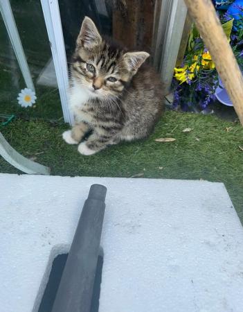 Image 11 of British blue long haired/bengal kittens ready now