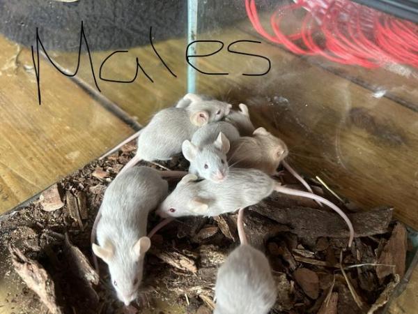 Image 5 of Fancy mice for sale, males and females