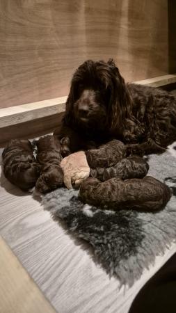 Image 3 of Outstanding Cockapoo Puppies  READY NOW