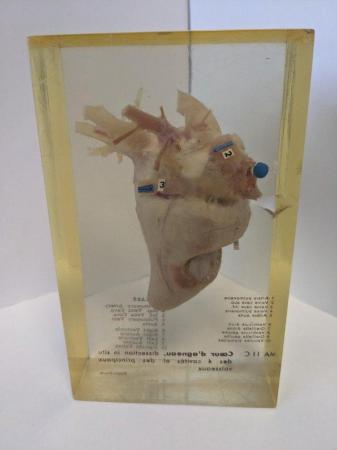 Image 8 of French sheep heart in resin anatomically labelled