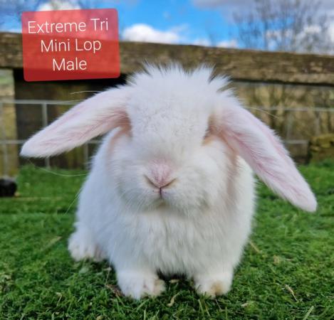 Image 2 of Various Mini lop youngsters available to good home
