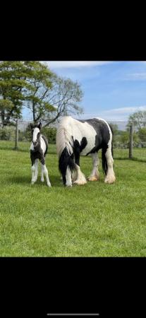 Image 3 of Black & White filly foal. Born 2023