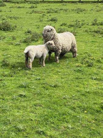Image 1 of Southdown Pedigree Ewe with Lamb SOLD