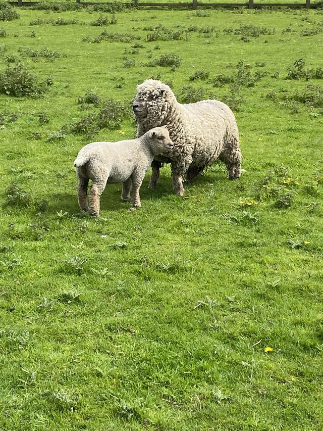 Preview of the first image of Southdown Pedigree Ewe with Lamb.