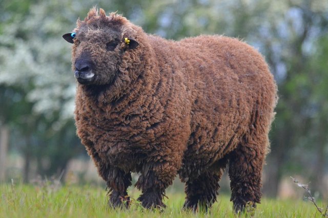 Image 1 of Coloured Ryeland rams for sale