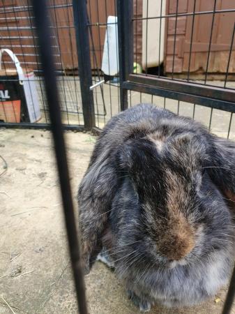 Image 5 of French lop cross 2 year old girl