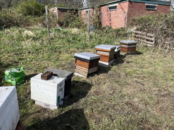 Image 2 of Bees and beehives nucleus hives and some other equipment