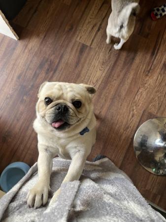 Image 8 of 3 year old female & 2 year old male pugs for sale