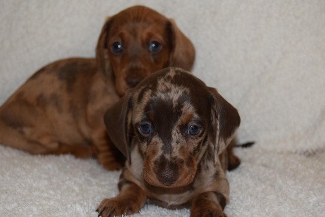 Image 3 of MINIATURE SMOOTH DACHSHUND PUPPIES