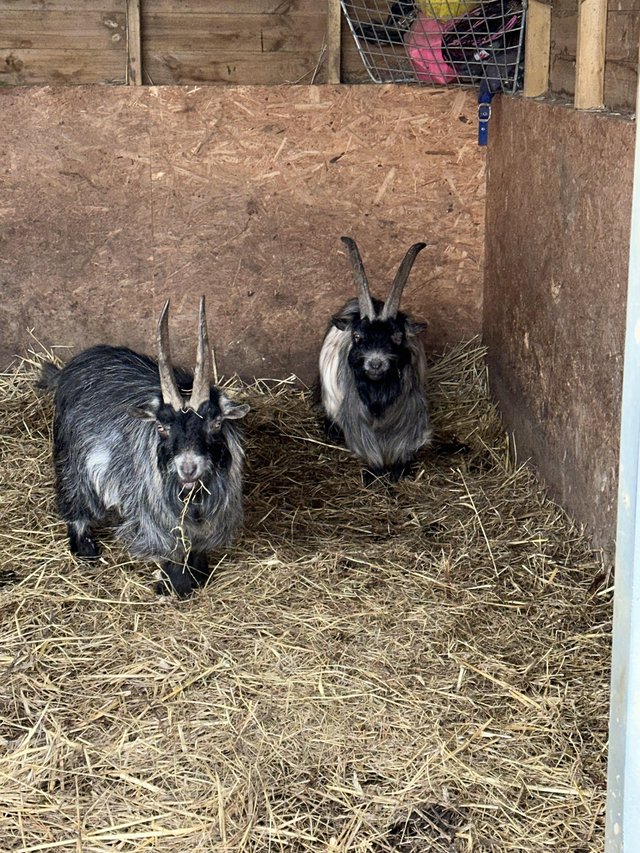 Preview of the first image of Two x male Pygmy goats offer.