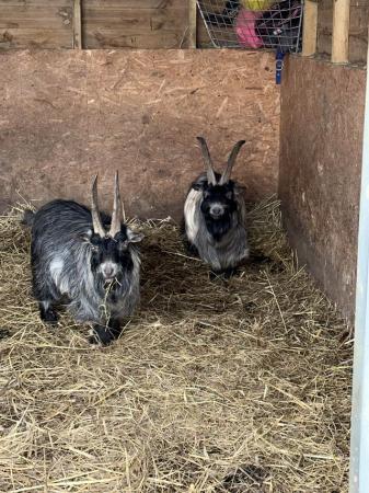 Image 1 of Two x male Pygmy goats offer
