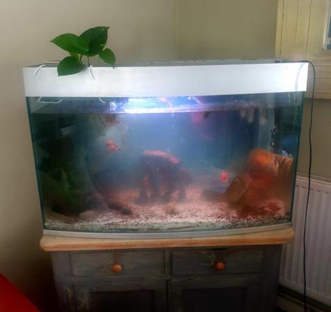 Image 5 of 175 litre bow fronted aquarium with fish
