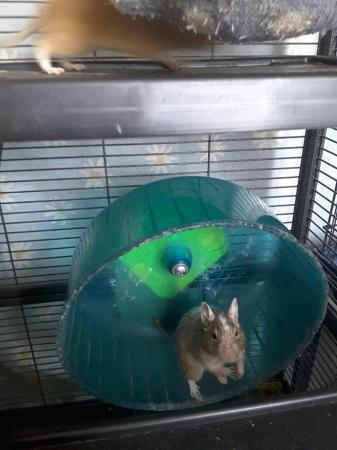 Image 1 of Baby Degu's ,4 month old