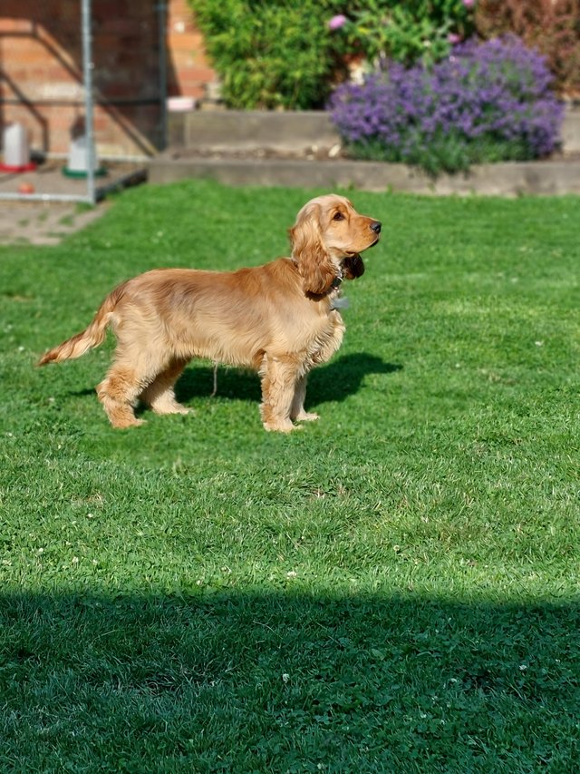 Preview of the first image of Show Cocker Spaniel Stud.