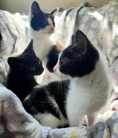 Image 4 of Pretty kittens, wormed, litter trained, microchipped