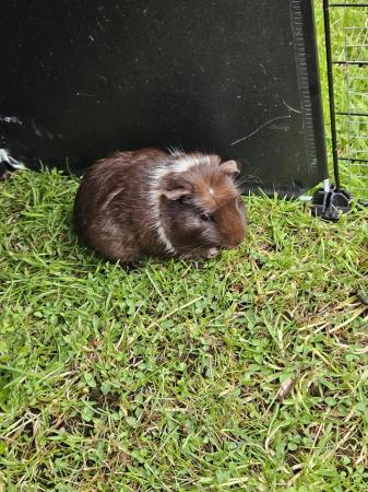 Image 5 of Baby boy and girl guinea pigs looking for homes