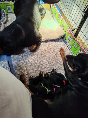 Image 2 of Playful Rottweiler Puppies