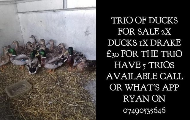 Image 1 of Trio of ducks for sale £30