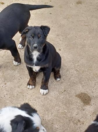 Image 15 of Border collie cross rottweiler puppies